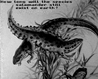 Salamander-1.jpg